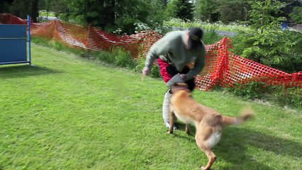 Harmaa Kettu Calypso "Kettu" 11.06.2016