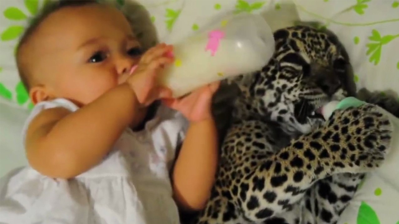 Prendre son biberon avec un bébé jaguar !