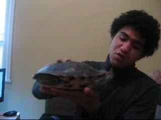 Nicolaus Weedstien On Turtles