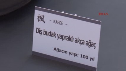 Antalya Expo 2016'da 140 Yıllık Bonsai Sergileniyor