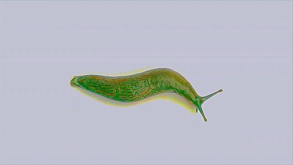 DOGFRIES - ドッグ フライズ (Full Album)