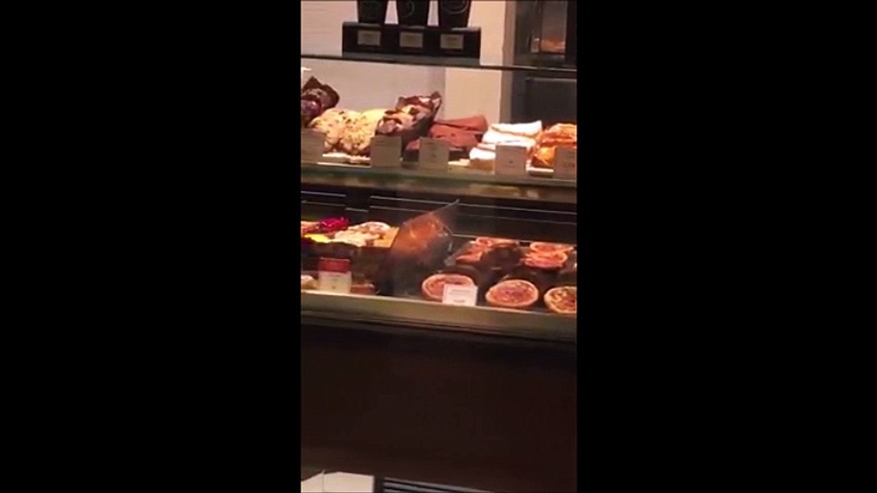 Des souris se baladent sur les pâtisseries de chez Paul à Paris Gare de Lyon