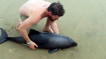 Le sauvetage fascinant d'un beau dauphin qui s'est échoué sur la plage !
