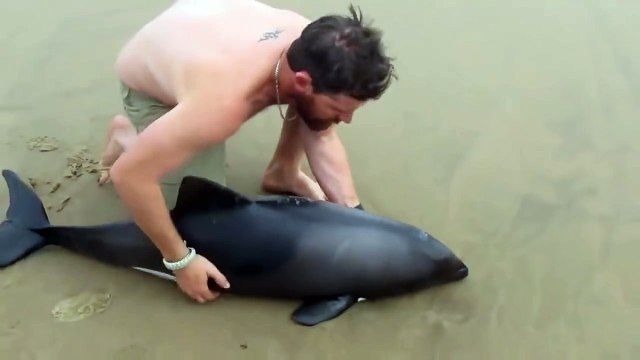 Le sauvetage fascinant d'un beau dauphin qui s'est échoué sur la plage !
