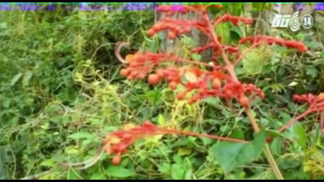 Cây trà dây là cây gì? [trà Thảo Mộc HP]