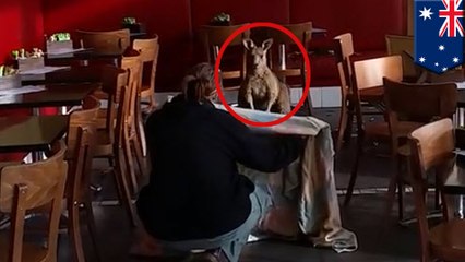 Kangaroo hops into Melbourne coffee house for breakfast - TomoNews