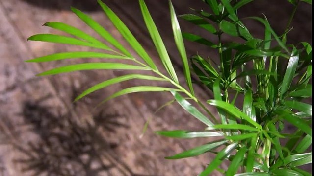 Découvrez ces plantes en lévitation grâce à l'énergie magnétique