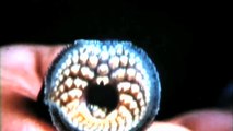 World’s Scariest And Most Terrifying Fish - Bloodsucking Lamprey