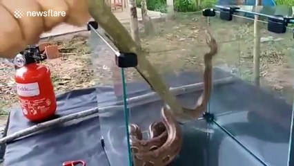 Brazilian activist performs dangerous stunt