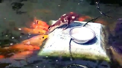You Won’t Believe Your Eyes When You See What This Duckling Is Doing With These Fish