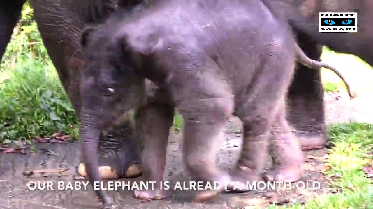 Le bain d'un bébé Elephant au milieu des siens.. Trop mignon