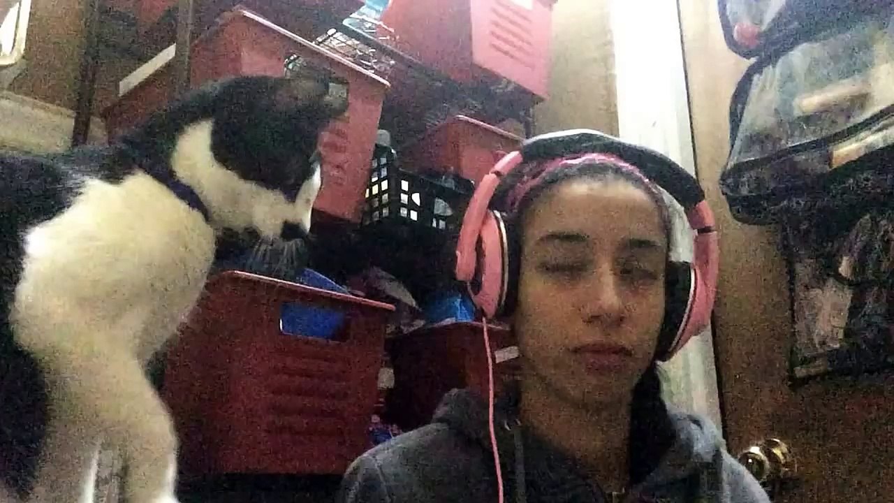 Ce chat demande des caresses sur la tête en grattant avec sa patte! Trop mignon