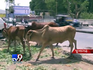 Junagadh residents battle with stray animal menace - Tv9 Gujarati