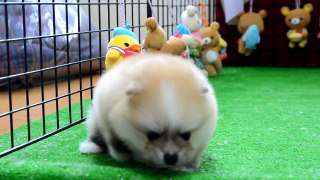2011/10/29出生滴花博美幼犬出售  12/6攝  Pomeranian