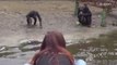 Woman Helps Abandoned Chimps Feel Less Lonely