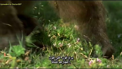 01.BBC.Wild.Africa.Mountains الحلقة الأولى : الجبال