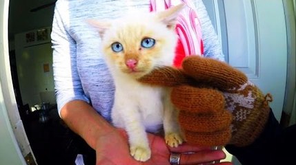 One family brings a frozen kitten back to life!
