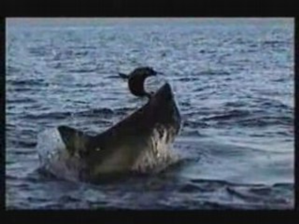 La chasse du grand requin blanc