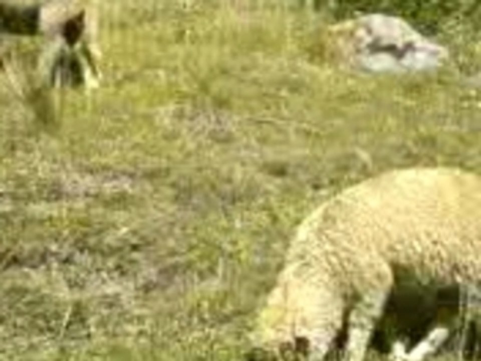Mouton à Valloire