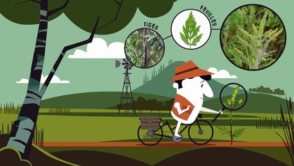 Film d'animation de 2 minutes, conçu par le portail eSET-Bourgogne.fr, pour comprendre ce qu’est l’ambroisie, comment la reconnaître, pourquoi elle pose problème, et les bons gestes à adopter lorsqu’on en trouve.
