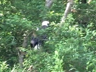 Bald Eagle Mates at Spanish Banks nest site