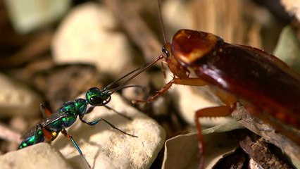 Beautiful wasp zombifies cockroach
