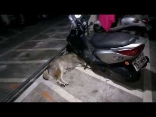 Motorcycle Parks on Dog's HEAD!