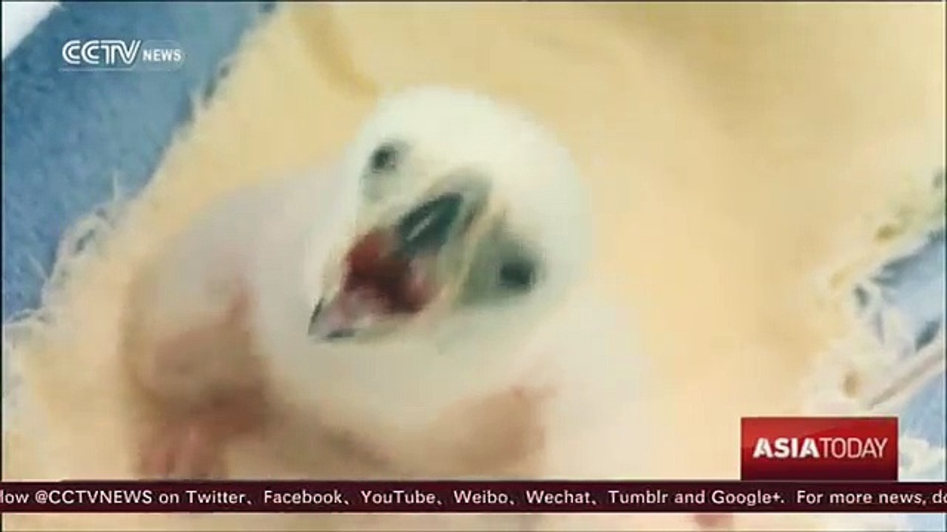 ⁣Sanctuary offers hope for endangered Philippine eagle