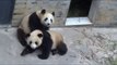 These Pandas Rolling Over Are Too Cute