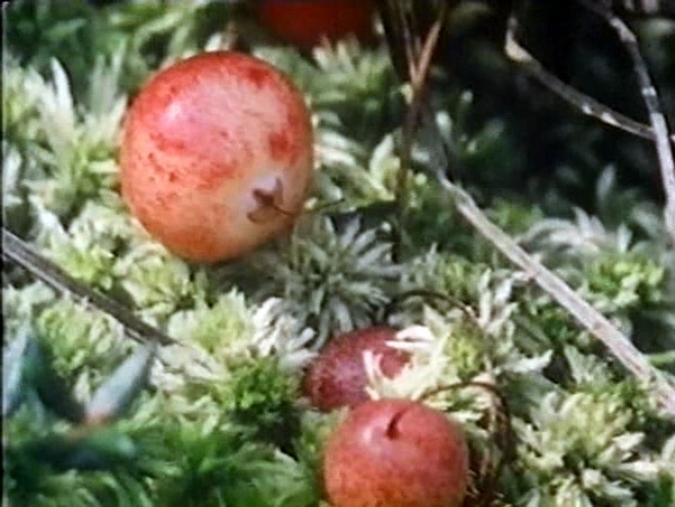 Loewenzahn  S03E13 - peter und die sumpfbluete