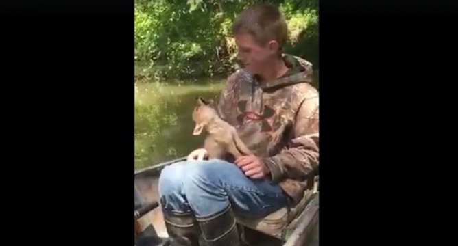 Les hurlements d'un bébé coyote abandonné