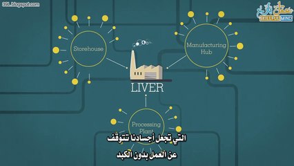 كيف يعمل الكبد وماذا يفعل؟ #شرح تفاعلي