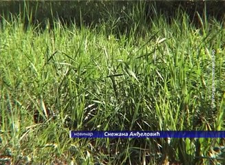 Zbog krpelja kod lekara, 15. jun 2016. (RTV Bor)