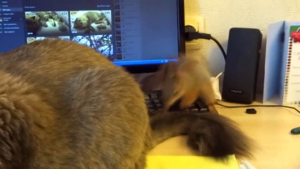 Cet écureuil n'a pas peur du chat et lui met la misère