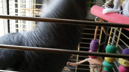 perroquet- mon khali me tire la langue