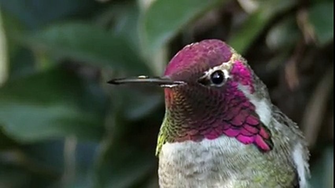 amazing bird