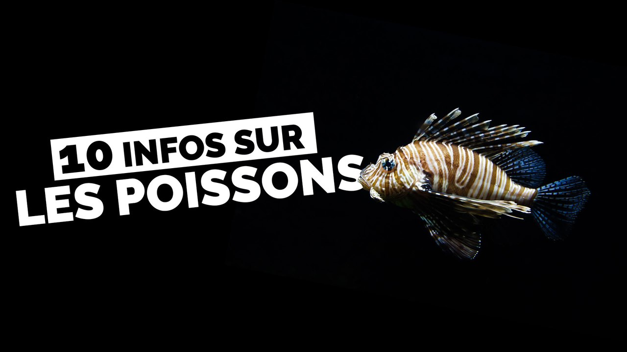10 faits étonnants sur les poissons - QUI L'EÛT CRU ?