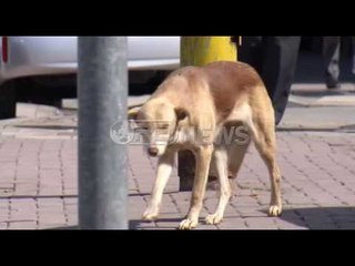 Ora News – Kafshimi nga qentë, 5 pacientë në ditë paraqiten në Spitalin Infektiv