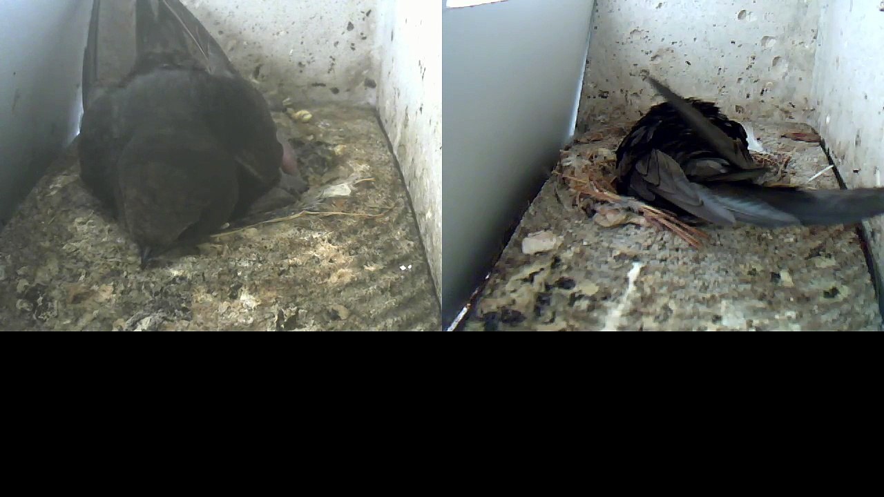 Mauersegler Nestcam 2016.13 - 15.  Juni - Links ein Küken geschlüpft