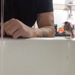 Um passarinho toma banho nas mãos de um homem