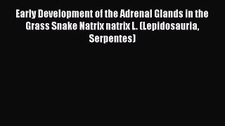 Read Early Development of the Adrenal Glands in the Grass Snake Natrix natrix L. (Lepidosauria