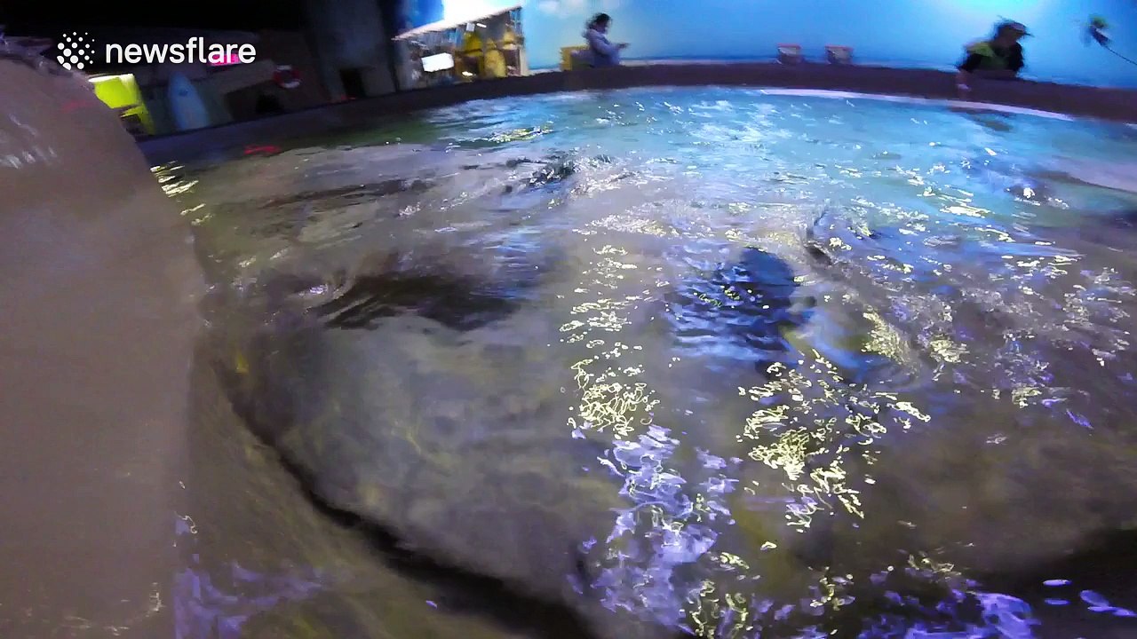 Curious stingrays intrigued by action camera
