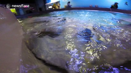 Curious stingrays intrigued by action camera