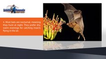 Top 10 Interesting Facts About Wild Bats