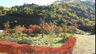 散歩の変人- 町田街道を歩く-平成26年11月22日撮影