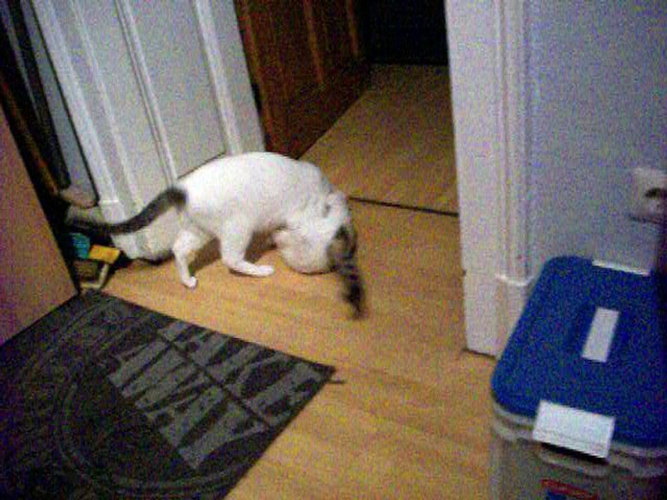 Harvey und Vinzent am 14.06.2016