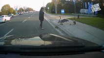 Geese Attack Woman Trying To Help Them | Wild Goose Chase