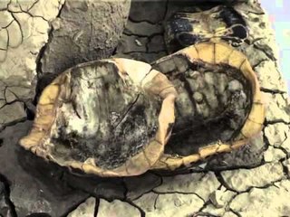 “TE RINJTE 3D” EKSPOZITE NDRYSHE ME PUNIME TE SKULPTOREVE TE RINJ LAJM