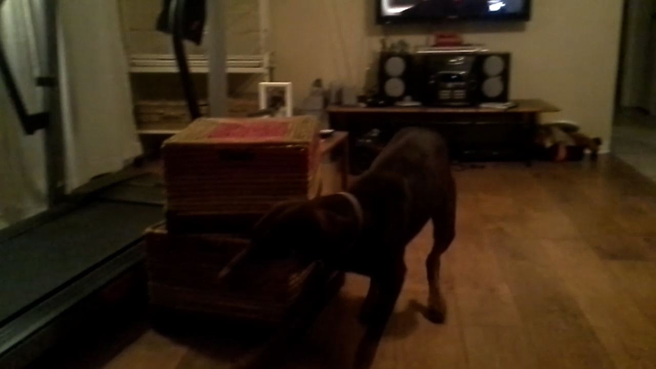 Doggy See, Doggy Do!