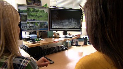 BBC1_Midlands Today 9Jun16 - a cat is killed whilst men hunt illegally with dogs on private land